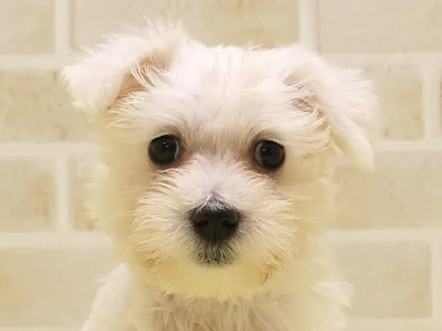 埼玉県のハーフ犬・ミックス犬 (ペッツワン蓮田店/2025年4月22日生まれ/女の子/ホワイト)の子犬